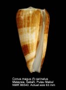Conus magus (f) carinatus